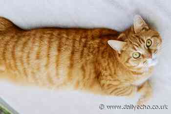 Domestic shorthair cat in Southampton looking for a new home