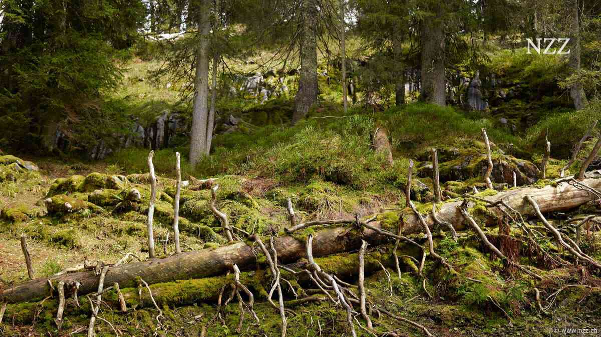 Vom Napfgebiet bis ins Appenzellerland erstreckt sich ein Regenwaldgürtel