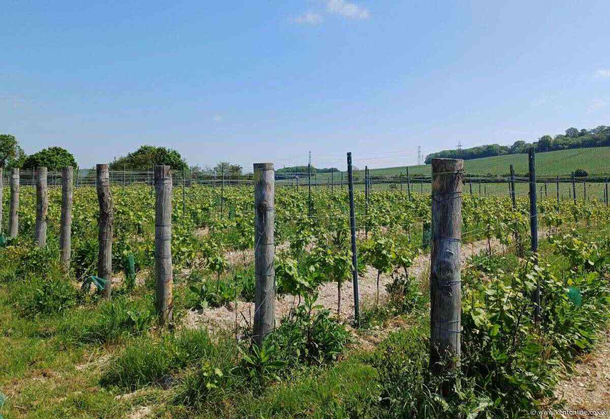 ‘Our vineyard covers 500 acres - but we need somewhere to make wine’