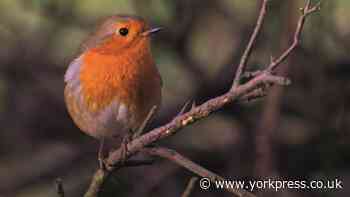 Now is one of the best times of year to enjoy the dawn chorus