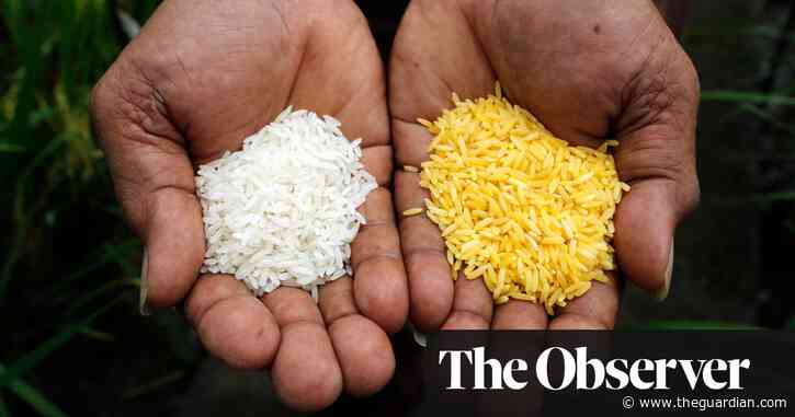 The Observer view: When modified rice could save thousands of lives, it is wrong to oppose it