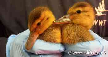 Critically endangered ducklings hatch at UK wildlife centre - and they're absolutely adorable