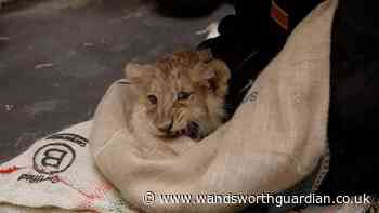 ZSL London Zoo lion cubs get their first health check