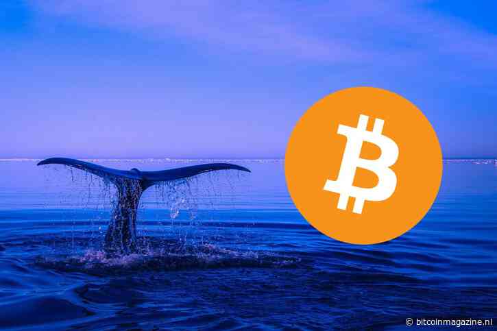 Bitcoin whales slaan massaal in: Wat weten zij wat jij niet weet?