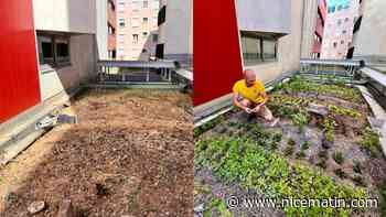 Et si on transformait les toits d’Antibes en potagers grâce aux "végétaliseurs urbains"?