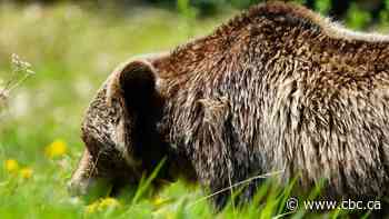 Hairs from Alberta grizzly bears offer insight into survival of species