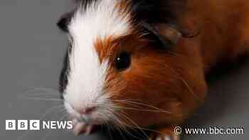 Three guinea pigs found dead in bag behind bus shelter