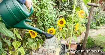 Top watering mistakes to avoid for healthier plants this summer