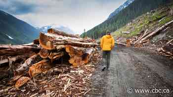 First Nations, environmental groups critical of new B.C. government old-growth logging report
