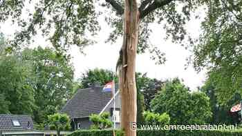 112-nieuws: boom door bliksem getroffen • ree gered in Beek en Donk
