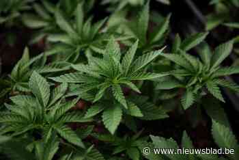 Kraker van weekendhuisje kweekte cannabis