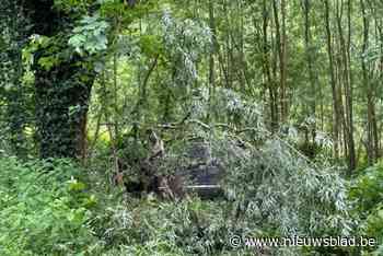 Mysterieus ongeval: auto eindigt ondersteboven in bos, geen spoor van bestuurder