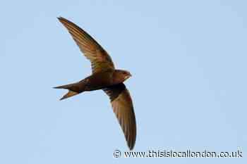 Wild Things: Glad to see the return of swifts