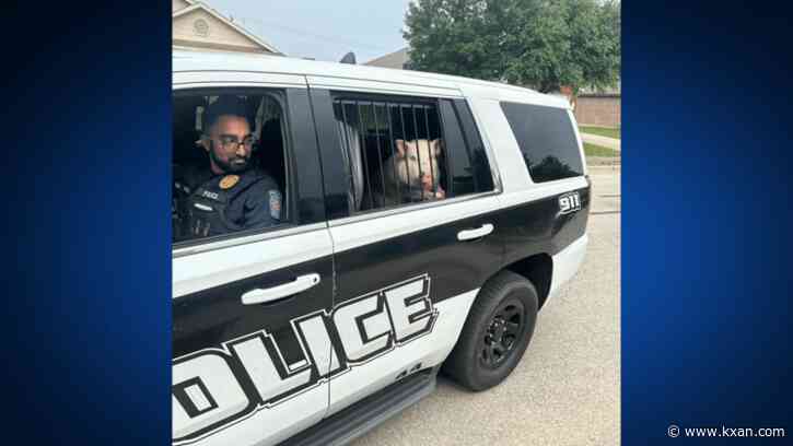 Leander Police take this little piggy all the way home after getting loose Sunday