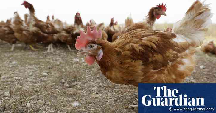 What does bird flu mean for Australia? - podcast