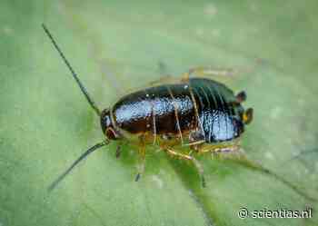 Hoe de onverwoestbare kakkerlak zich over de hele wereld kon verspreiden