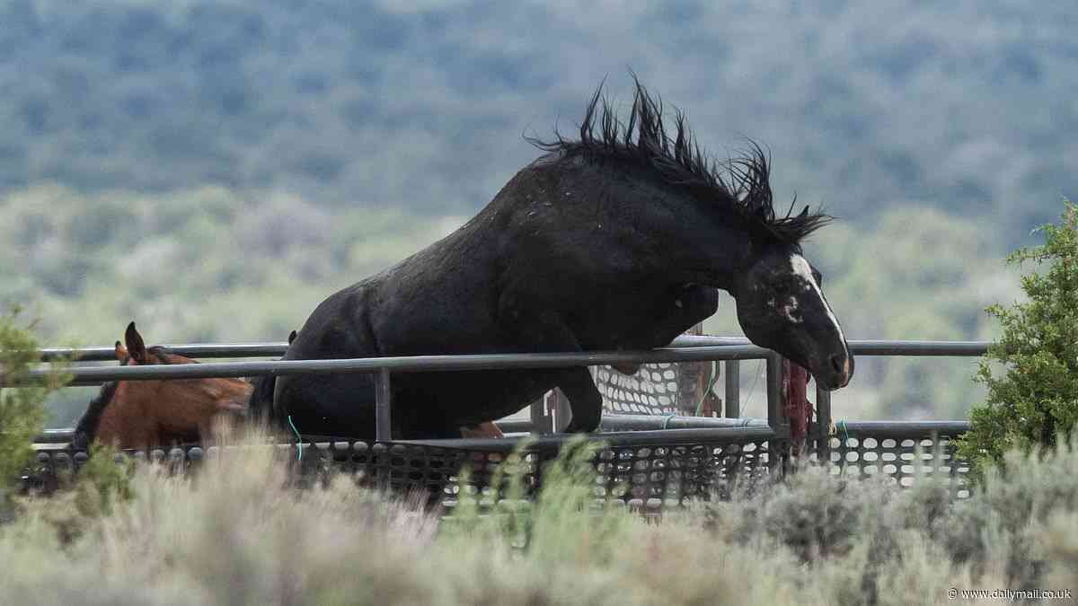 America's wild horse round-up shame: Horrific footage shows animals being roped and dragged - with hundreds dying every year from traumatic injuries or dumped in 'kill pens' and sold for slaughter