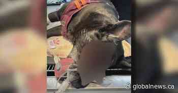 Vancouver Island dog slashed with machete by stranger, owner says