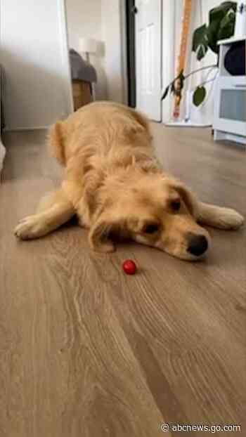 WATCH:  Dog loves to play with tomatoes
