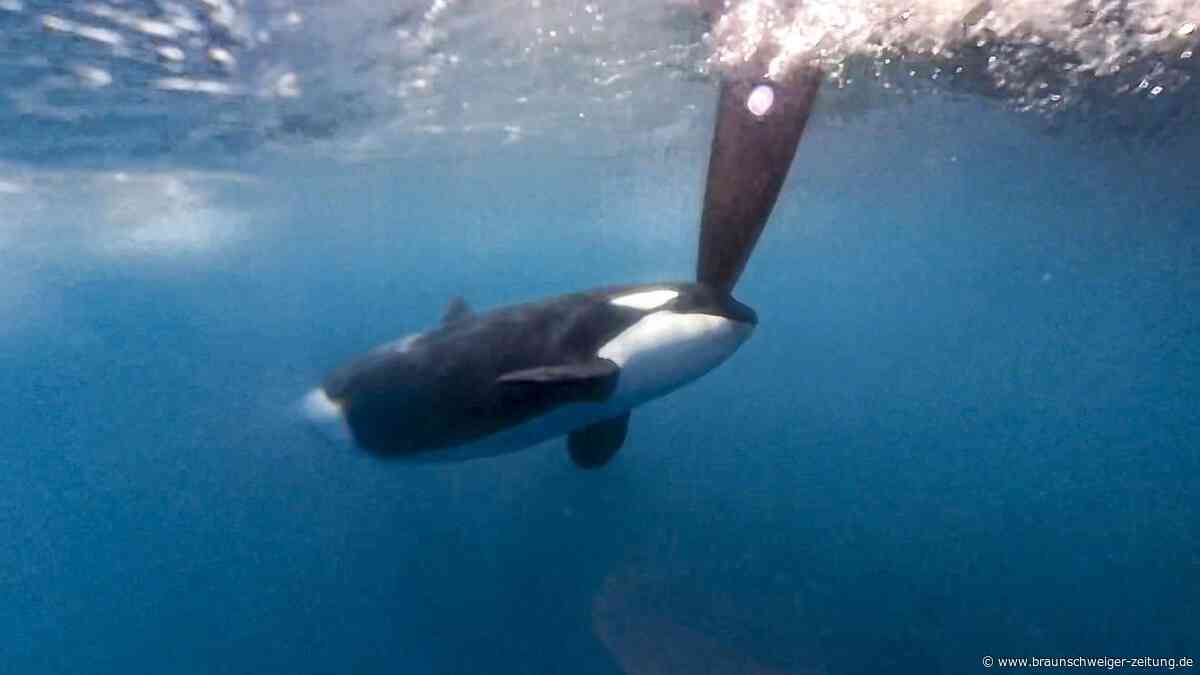 Killerwale attackieren hunderte Boote: Der Grund ist albern