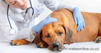 Vet warns pet owners of human illness dogs can suffer from - symptoms and signs