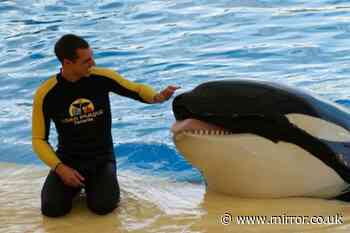 Horrific final moments of SeaWorld trainer as killer whale 'tore organs'