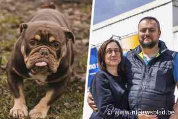 Garagist betaalt operatie voor asielhond Harvey: “Tussen 1.600 en 1.800 euro per poot”