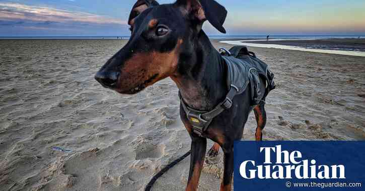 Doggie paddles: 10 of the best dog-friendly beaches in the UK