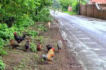 UK villagers tormented by 100 'out of control' feral chickens running amok through gardens