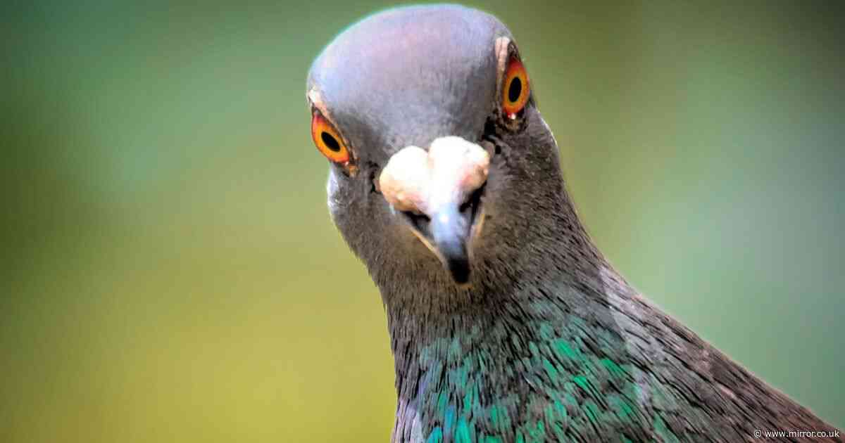 Keep pigeons out of your garden using cheap item they think is dangerous