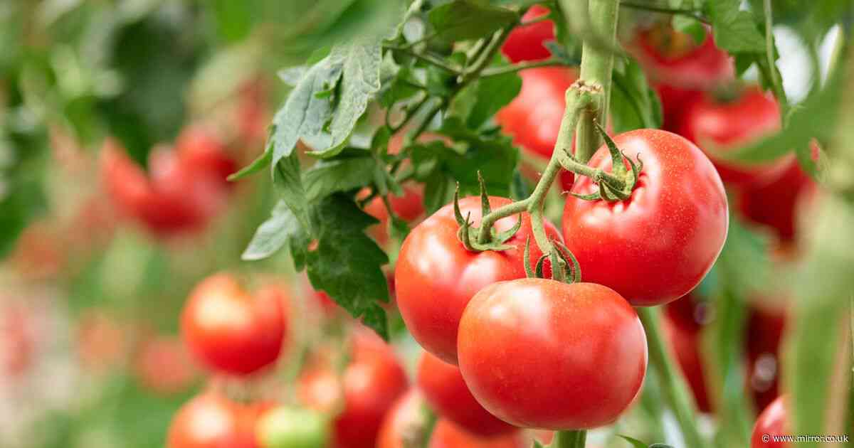 'Best' homemade tomato plant feed makes huge fruit and keeps slugs away