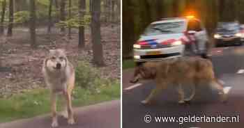 Zoogdiervereniging teleurgesteld in uitblijven paintballkogel voor wolf die mensen benadert