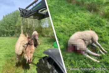 Het was dan toch een wolf die vorige maand 18 schapen doodbeet in Hasselt en Zonhoven