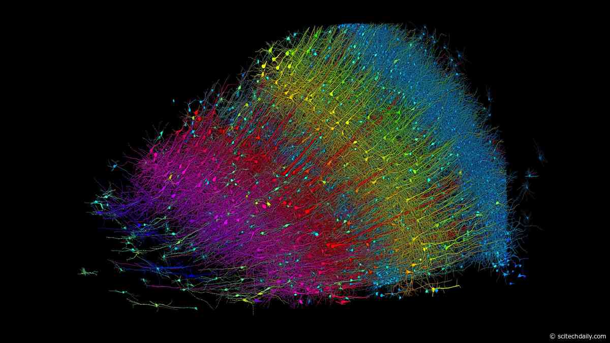 Nanoscale 3D Mapping Reveals Revolutionary Insights Into Brain Structure