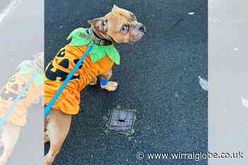 WIRRAL: 'Second chance at life' for abandoned dog Pumpkin