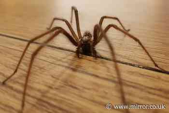 Banish spiders and insects from your home with three natural hacks which smell amazing