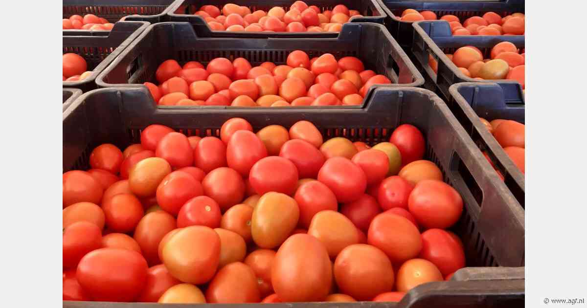 VK koopt praktisch alleen Marokkaanse tomaten