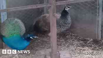 Lonely peahen finds love after rescue