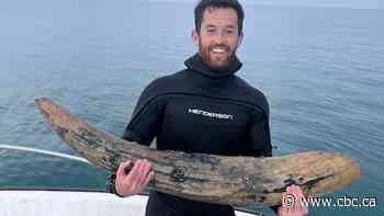 #TheMoment a scuba diver found a mastodon tusk