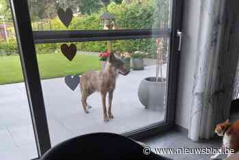 Wolf die aan raam in Dilsen kwam piepen is geen probleemwolf: “Niet gevaarlijk”