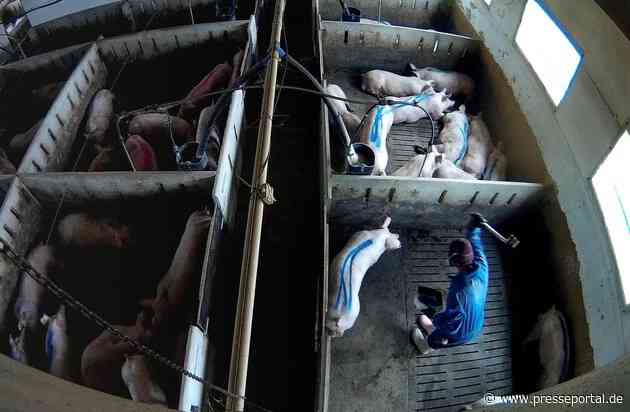 Tierquälerei für Lidl-Fleisch: WDR Markt zeigt neue schockierende Aufnahmen aus Schweinemast