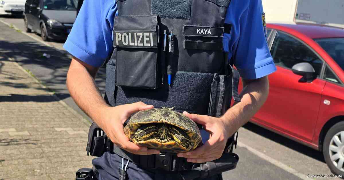 Frankfurt: Schildkröte überquert unbeschadet drei Spuren auf Autobahn