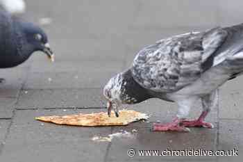 Stop pigeons plaguing your garden with a simple junk item they see dangerous