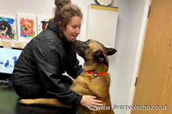 Dog was seconds from being put to sleep then vet looked at her phone