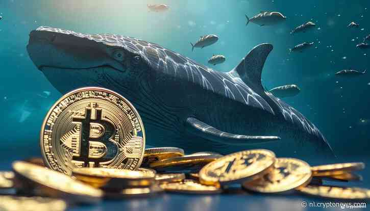 Blockchain Data Wijst Op Toename Whale Activiteit En Herstel Vertrouwen In Nieuwe Crypto Bull Cycle