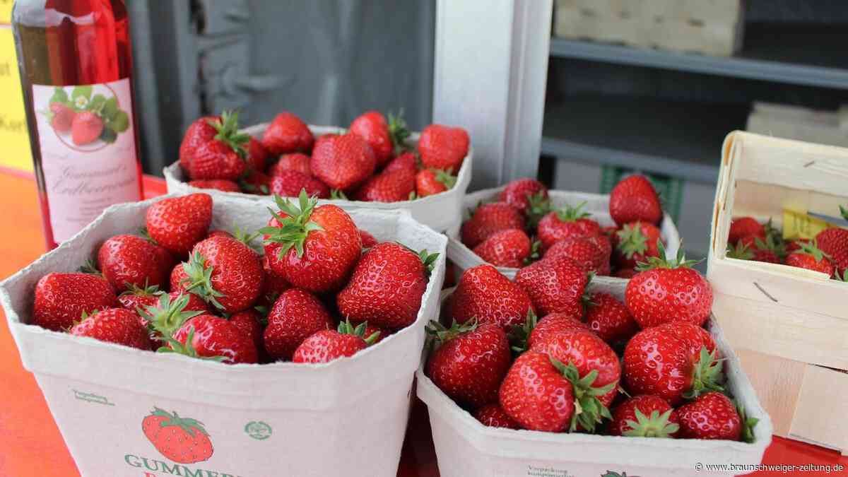 „Ungewöhnlich früh“: Erdbeer-Saison im Kreis Helmstedt läuft