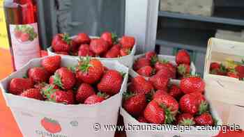 „Ungewöhnlich früh“: Erdbeer-Saison im Kreis Helmstedt läuft