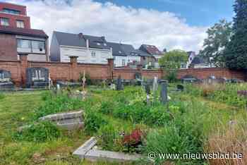 Gras staat hoog op Hasselts kerkhof Kruisveld: “Moeilijk om iedereen tevreden te stellen”