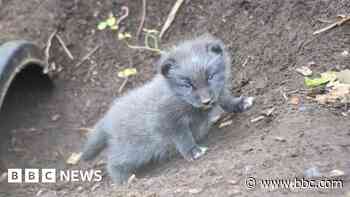 Zoo welcomes Arctic fox cubs for first time