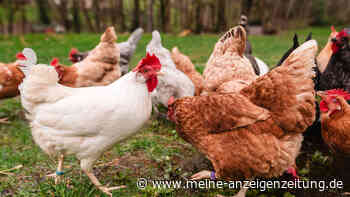 Tier-Plage quält Dorf: Hühner-Horde „außer Kontrolle“ - Touristen sorgen für massives Folge-Problem